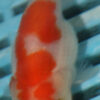 7-8cm High Quality Ranchu  (MK37)