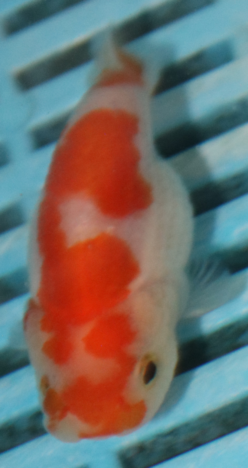 7-8cm High Quality Ranchu (MK37)