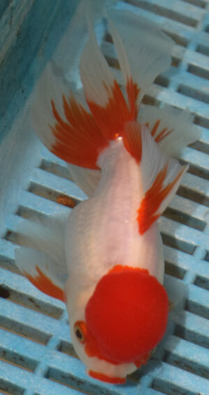 High Quality Oranda 13-15cm (AM215)