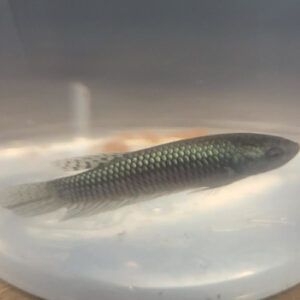Steel Grey Alien Betta Female