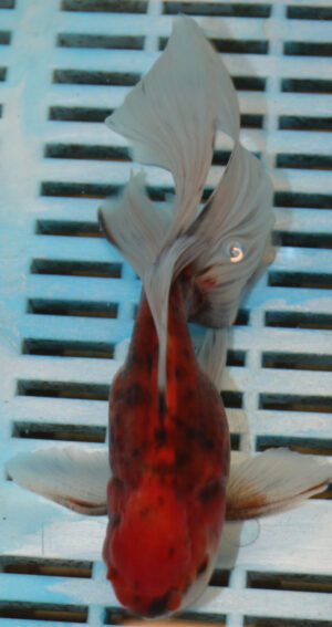 High Quality Oranda 13-15cm (VC7)