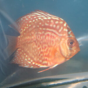 Royal Red Ruby Discus 5/6cm 
