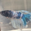 Photograhed Betta 7