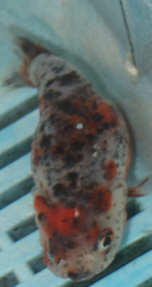 8-9cm High Quality Ranchu Calico (MK25)