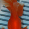 High Quality Telescopic Eye Fantail 11-13cm (AM76)