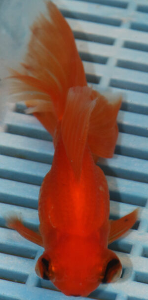 High Quality Telescopic Eye Fantail 11-13cm (AM76)
