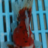 High Quality Oranda 13-15cm (AM104)