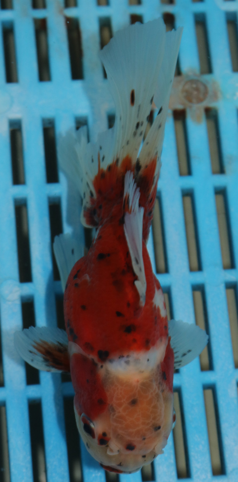 High Quality Oranda 13-15cm (AM104)