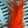 High Quality Oranda 15-18cm (AM115)
