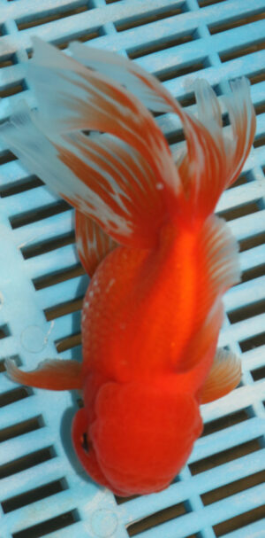 High Quality Oranda 15-18cm (AM115)