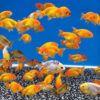 Assorted 7-9cm Ranchu 