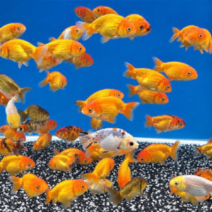Assorted 7-9cm Ranchu 