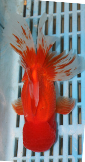 High Quality Oranda 15-18cm (AM205)