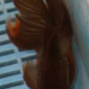 High Quality Oranda 13-15cm (AM216)