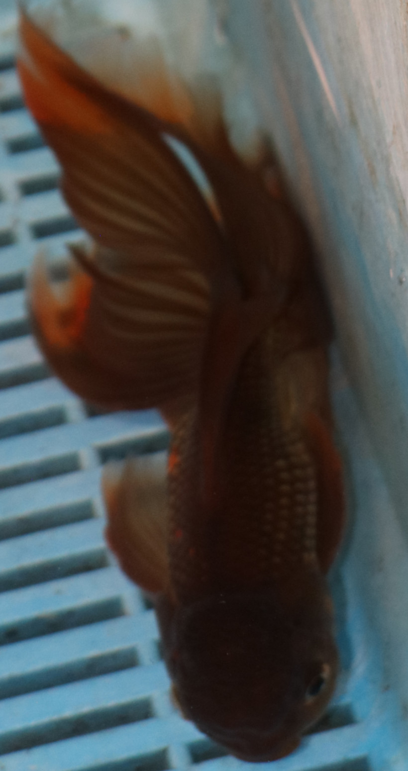 High Quality Oranda 13-15cm (AM216)
