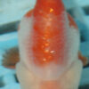 7-8cm High Quality Ranchu  (MK38)