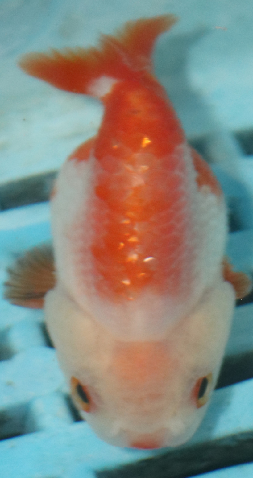 7-8cm High Quality Ranchu (MK38)