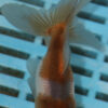 8-9cm High Quality Panda Oranda (AM255)