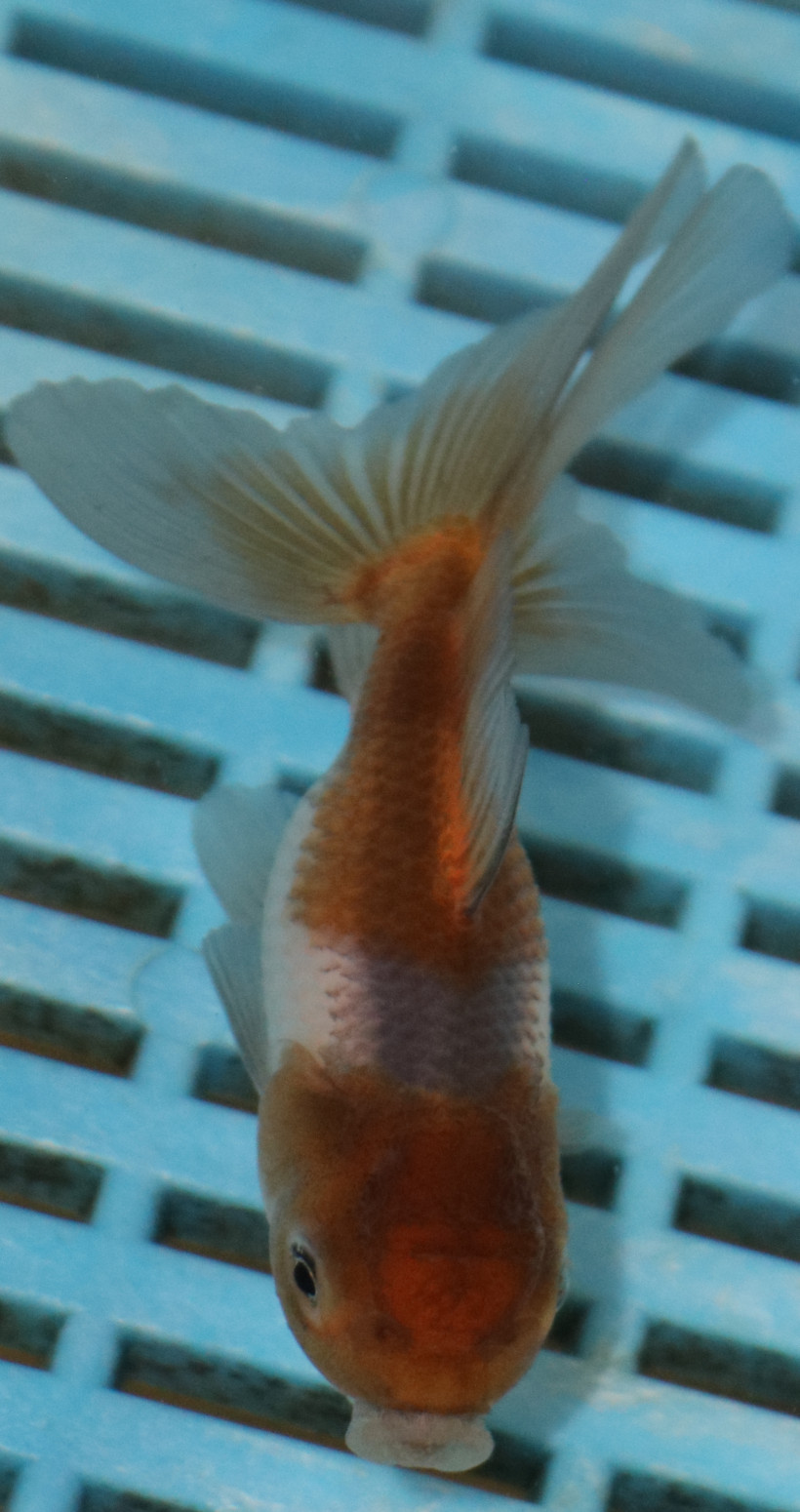 8-9cm High Quality Panda Oranda (AM255)