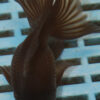 High Quality Telescopic Eye Fantail 9-11cm (VC21)