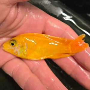 Photographed Peacock Cichlid 9-11cm (25)