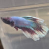 Photograhed Betta 8