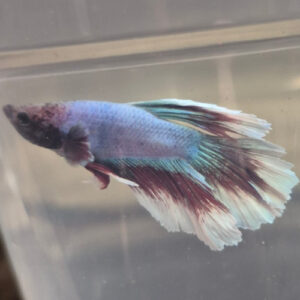 Photograhed Betta 8