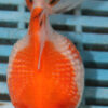 High Quality Telescopic Eye Fantail 9-11cm (AM47)  