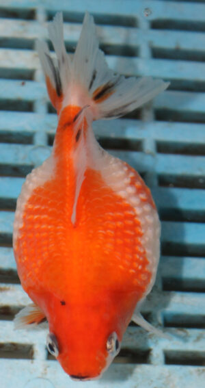 High Quality Telescopic Eye Fantail 9-11cm (AM47)  