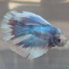 Photograhed Betta 9