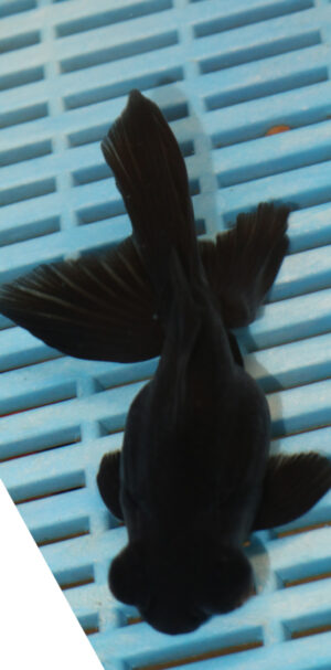 High Quality Telescopic Eye Fantail 11-13cm (AM77)