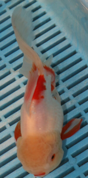 High Quality Oranda 15-18cm (AM116)