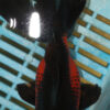 High Quality Moor 15-18cm (AM206)