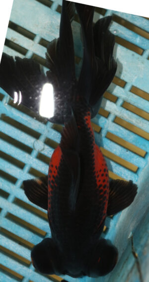 High Quality Moor 15-18cm (AM206)