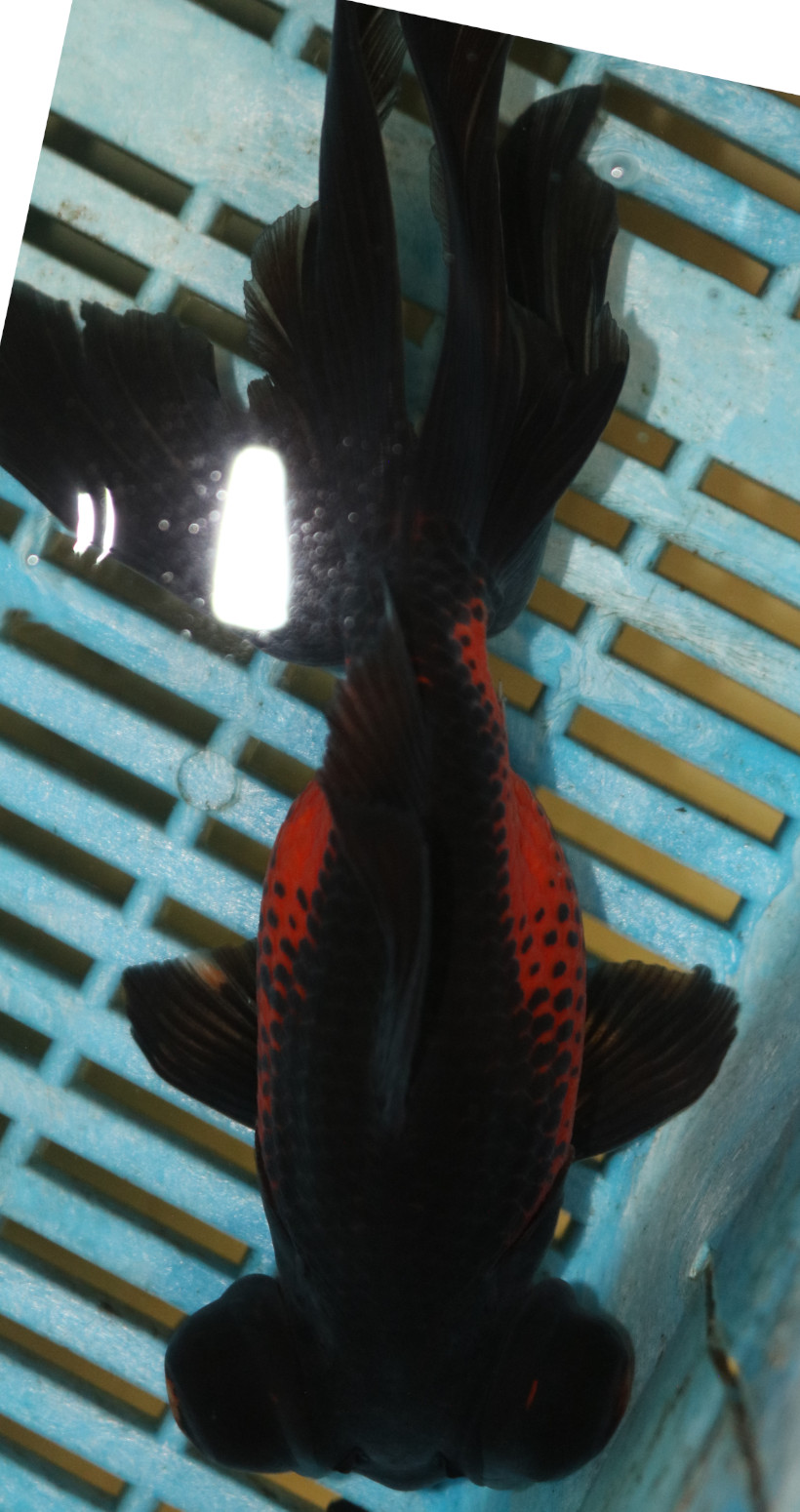 High Quality Moor 15-18cm (AM206)