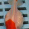 7-8cm High Quality Pearlscale (AM234)