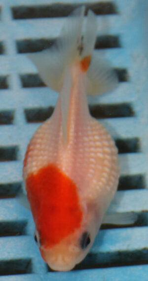 7-8cm High Quality Pearlscale (AM234)