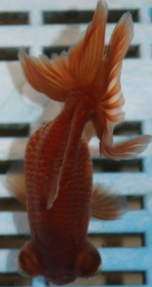 8-9cm High Quality Moor (AM256)