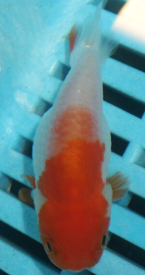 7-8cm High Quality Ranchu  (MK39)