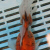 High Quality Oranda 13-15cm (VC9)