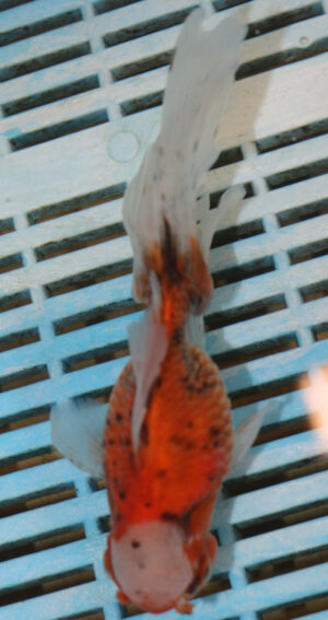 High Quality Oranda 13-15cm (VC9)