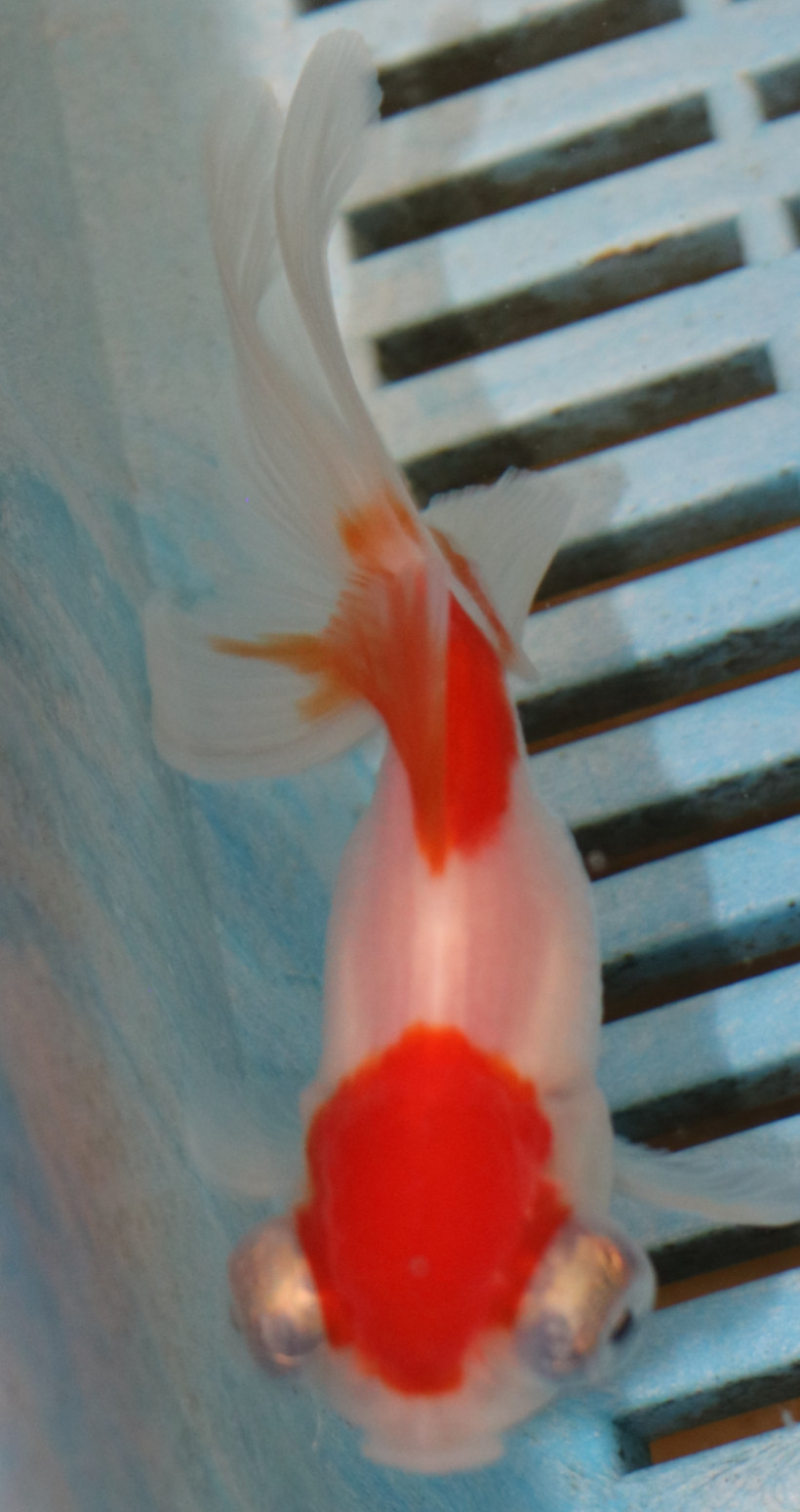 High Quality Telescopic Eye Fantail 9-11cm (VC22)