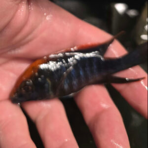 Photographed Peacock Cichlid 9-11cm (26)