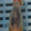 8-9cm High Quality Ranchu (AM7)