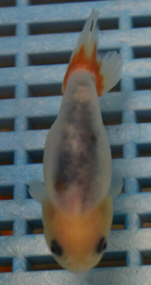 8-9cm High Quality Ranchu (AM7)