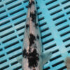9/10'' Hand Selected Koi Carp (TL1)