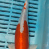 9/10'' Hand Selected Koi Carp (TL4)