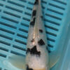 9/10'' Hand Selected Koi Carp (TL6)