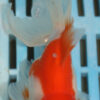 High Quality Oranda 11-13cm (AM78)