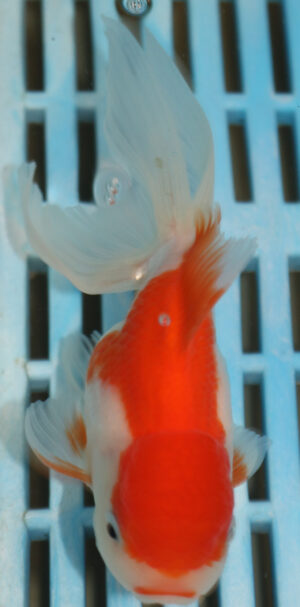 High Quality Oranda 11-13cm (AM78)